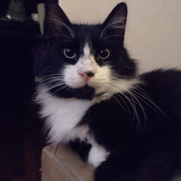 Meet your Posher, Theresia - Picture 4 of 5